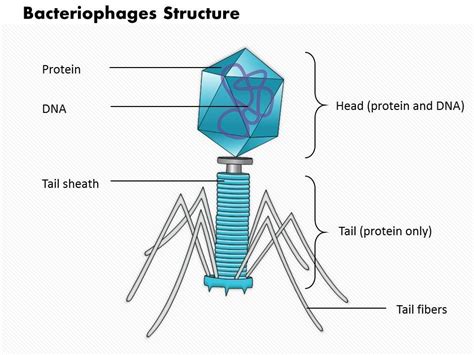 0714 Bacteriophages Structure Medical Images For Powerpoint ...