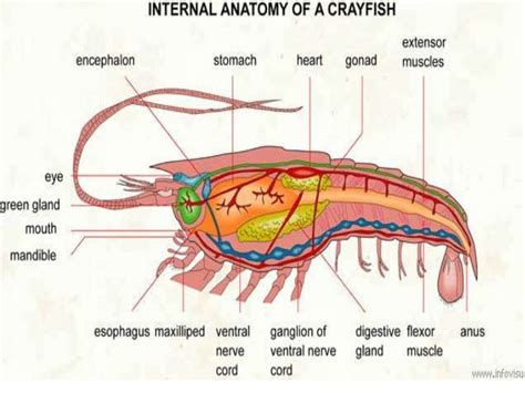 Chapter 9 arthropods