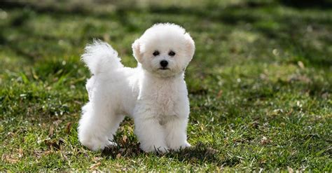 Bichon Frise Colors: Rarest to Most Common - A-Z Animals