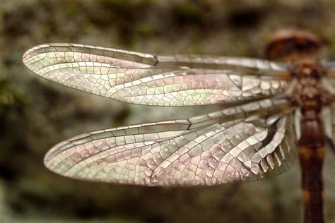 Dragonfly Wings Photograph by Mark Gilliland - Fine Art America