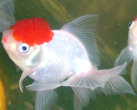 Oranda Goldfish: Characteristics, Diet, Uses