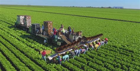 Friday Feature: Large Scale Lettuce Production on Muck Soil near Belle ...