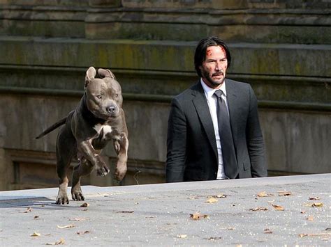 Funny John Wick 2 Keanu Reeves With Dog Photoshop | Funny Damn