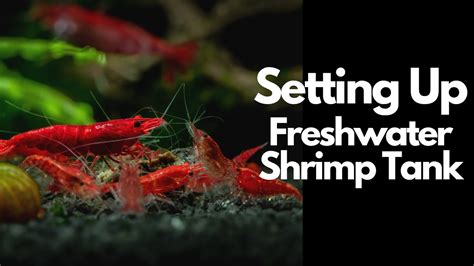 How To Setup A Freshwater Shrimp Tank 🦐 – HousePetsCare.com