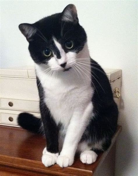 Tuxedo Cat Names Perfect Choice - Samoreals | Cute cats and kittens ...