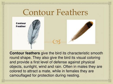 PPT - Bird Feathers PowerPoint Presentation, free download - ID:2797842