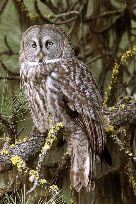 Great Gray Owl (U.S. National Park Service)