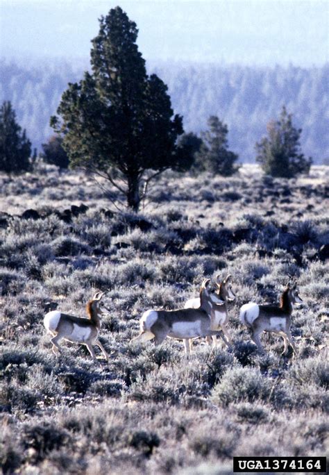 pronghorn antelope (Antilocapra americana)