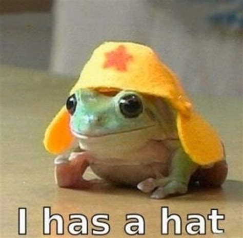 34 Fantastic Frog Memes For Amphibian Enthusiasts | Funny frogs, Cute ...