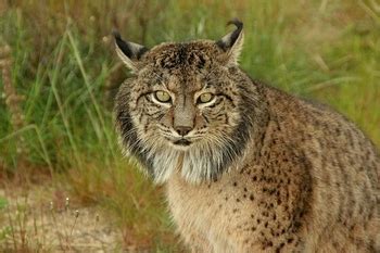 Iberian Lynx Facts: Lesson for Kids | Study.com