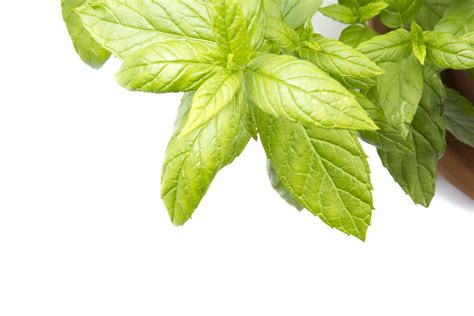 Peppermint Plant Free Stock Photo - Public Domain Pictures