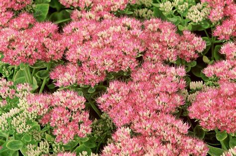 How to Grow Sedum, or Showy Stonecrop