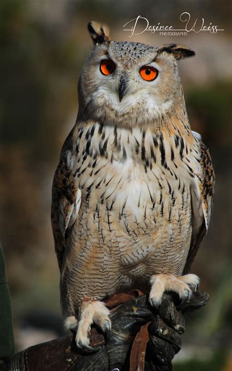 Eurasian Eagle Owl by DYWPhotography on DeviantArt