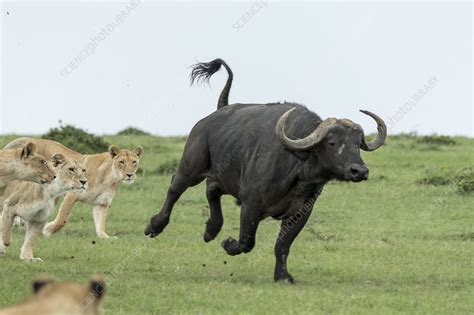 Lion females hunting buffalo - Stock Image - C048/4068 - Science Photo ...