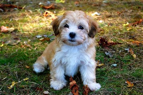 Heidi, our adorable Havanese puppy