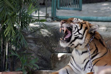 Close-Up Photo of a Roaring Tiger · Free Stock Photo