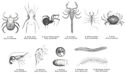 Florida 4-H Bug Club