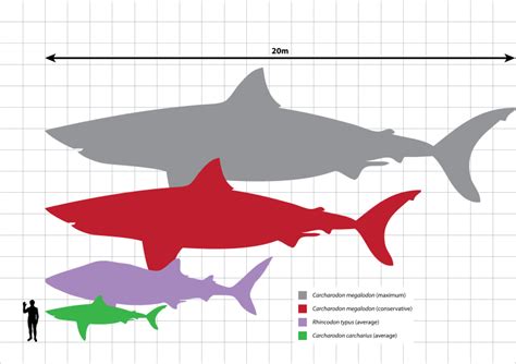 Megalodon Size: How Big Was The Megalodon Shark? - FossilEra.com