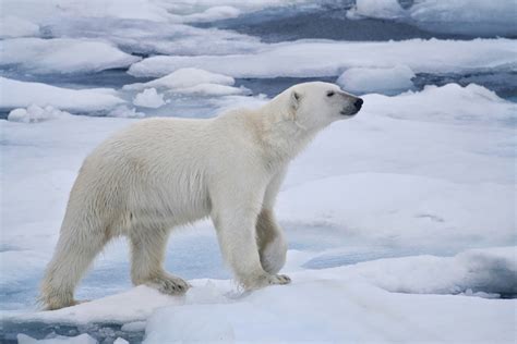 Polar Bears Animals | Amazing Facts & Latest Pictures | The Wildlife