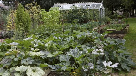 When to plant zucchini: to enjoy a plentiful summer harvest | Homes ...