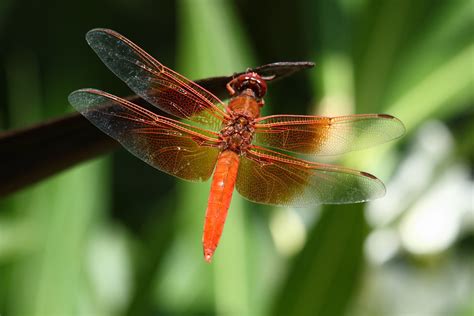 Orange Dragonfly 0714 | This shot shows how magnificent drag… | Flickr