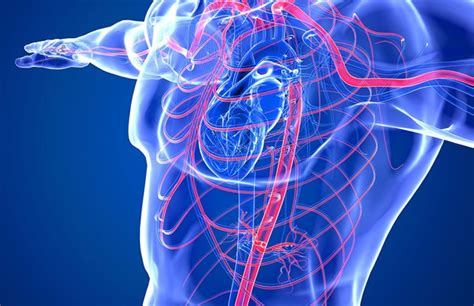 Heart and Vessel: The Pioneering Vascular Medicine & Surgery Procedures ...