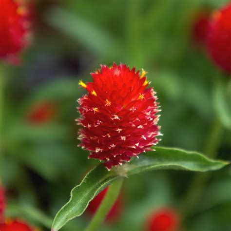 Gomphrena g. Red | Beds & Borders