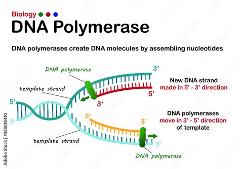 Biology diagram show process of DNA polymerase in DNA replication ...