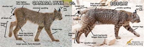 How to Tell the Difference Between a Bobcat and a Canada Lynx - Travel ...