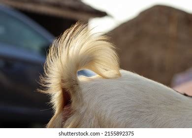 4,459 Goat tail Images, Stock Photos & Vectors | Shutterstock