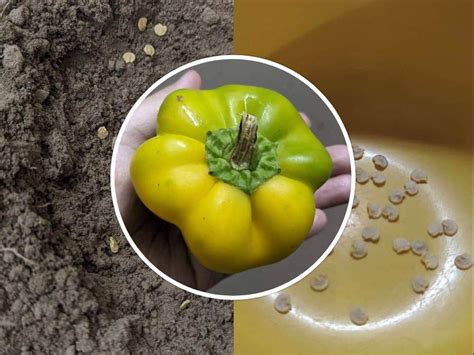 🌱📷 Planting capsicum seeds for the first time! | PeakD