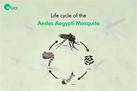 Dengue Mosquito: Description & Life Cycle of Aedes Aegypti Mosquito