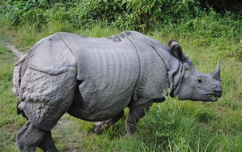 File:One horned Rhino.jpg - Wikipedia