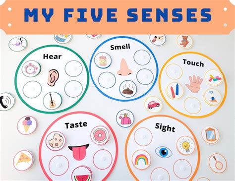 Toddler Five Senses Activities Sorting Learning Matching - Etsy India