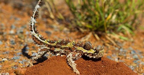 Thorny Devil Animal Facts | Moloch horridus - Wiki Point