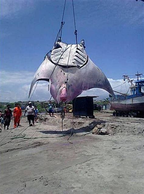 Fishermen in Peru 'stumble across 26 foot manta ray that weighs 1,000 ...