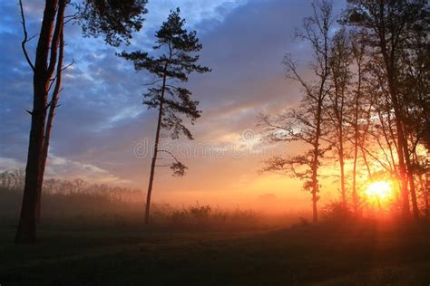 Foggy sunrise stock photo. Image of 4876, pines, early - 105832292