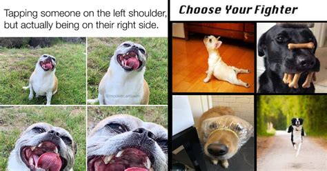 Funniest Dog Memes for Canine Enthusiasts (June 29, 2023) - Memebase ...