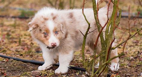 Red Merle Australian Shepherd Dog - Facts And Fun