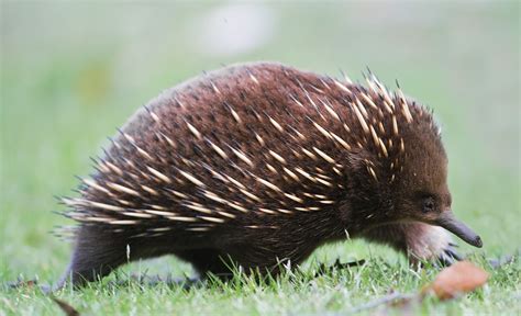 The Creature Feature: 10 Fun Facts About the Echidna | WIRED