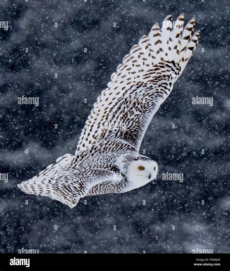 Snowy Owl Flying