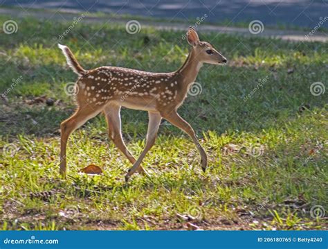 Baby Spotted Baby Deer Walking through the Grass. Stock Image - Image ...