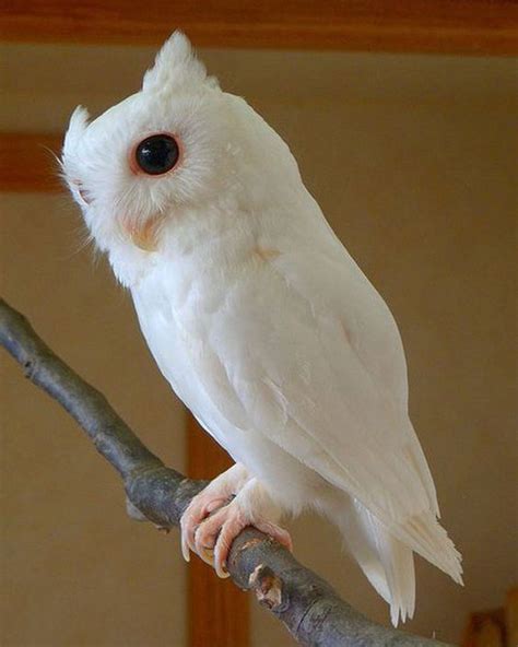 A-Z List of 125 Rare Albino Animals [Pics] - Our World Stuff