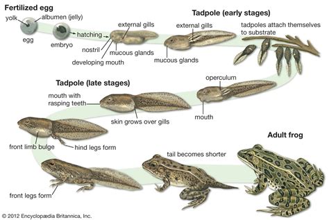 Frog and toad - Natural history | Britannica