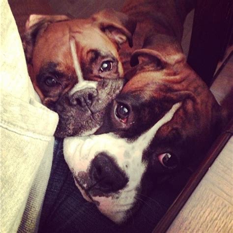 17 Reasons Boxer Dogs Are The Worst Indoor Dog Breeds Of All Time