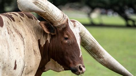 Man Driving With Watusi Bull Named Howdy Doody In Front Seat