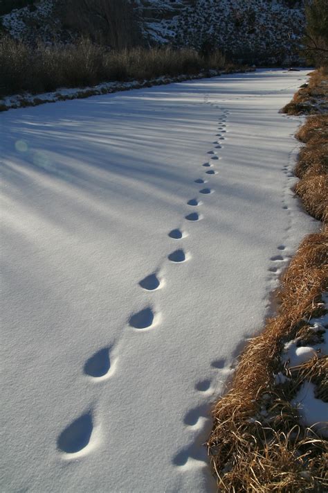 Mountain Lion Tracks in Snow – NatureTracking