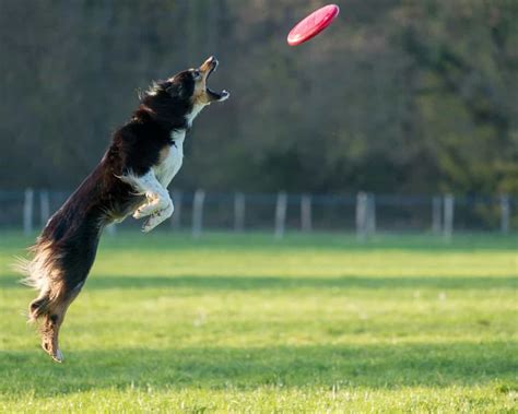 A Guide to Playing Dog Frisbee and Choosing the Perfect Disc For Your ...