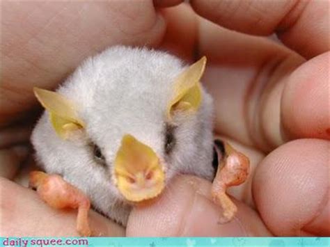 Baby Bat! - bats! Photo (31802078) - Fanpop