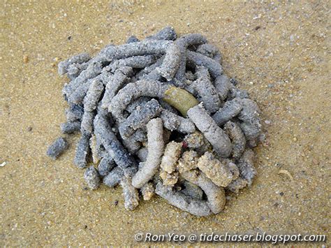 tHE tiDE cHAsER: Hemichordates (Phylum Hemichordata) of Singapore